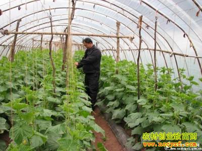 蔬菜大棚种植