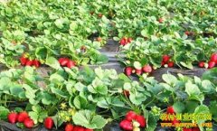 <b>[ÿ��ũ��]��ȥ���� ��ݮ�������˰�</b>