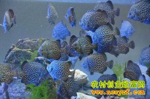 “梦幻鱼”斑石鲷