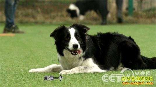 驯狗达人 任性赚钱 4月20日21:17
