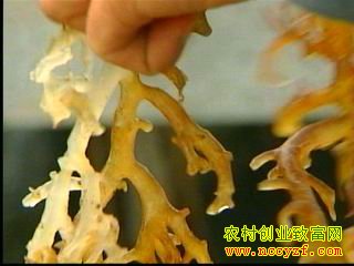 麒麟菜