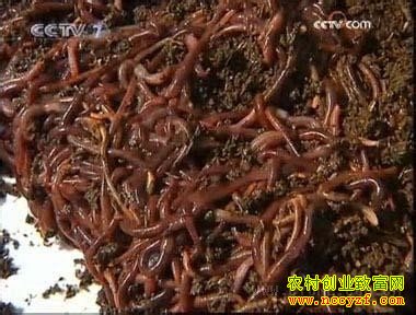 牛粪养蚯蚓