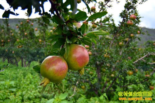 石榴裂果