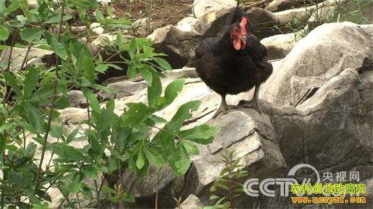 律师辞职偏养鸡