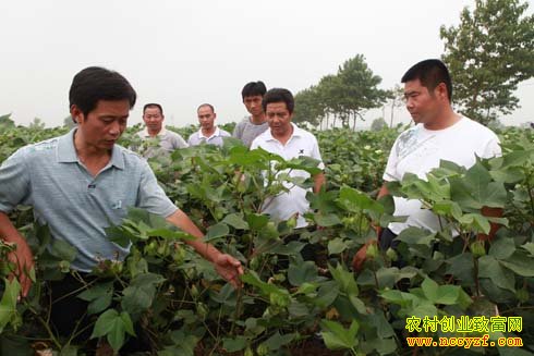 棉花种植户