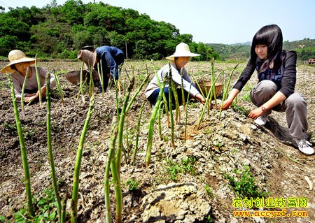芦笋种植