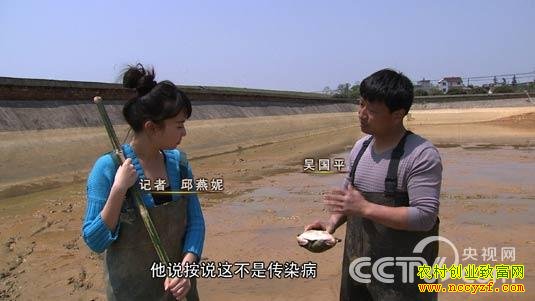 江西省乐平市吴国平养甲鱼