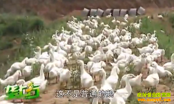 皖西白鹅图片