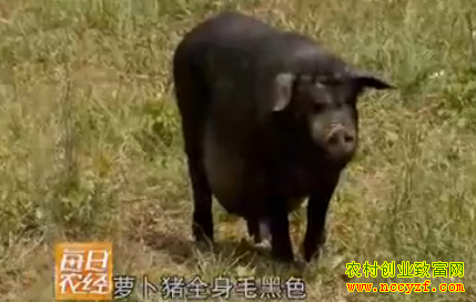 贵州铜仁萝卜猪图片