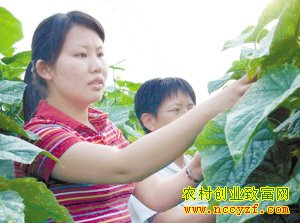 黄瓜制种图片