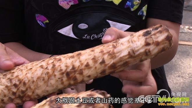 大漠中寄生的肉苁蓉图片