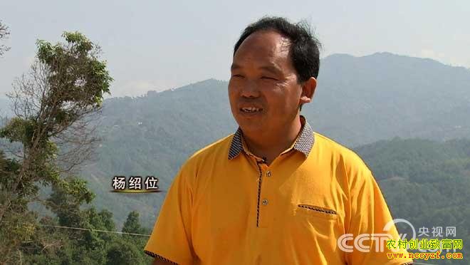 云南保山杨绍位养殖胡蜂图片