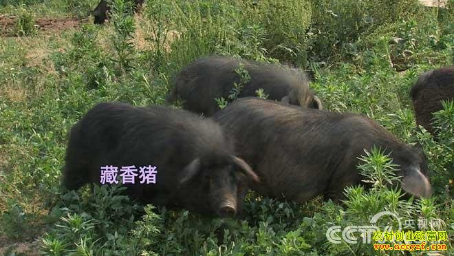 世界那么大 我就是要回家种地养猪