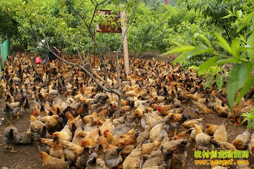 林下养鸡图片