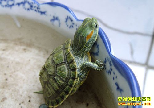 宠物龟养殖图片