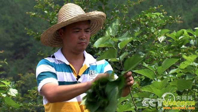 安徽青年致富榜样(七)种桑树养鸡 赚钱与众不同