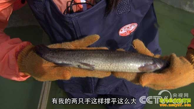 陈煌奇养殖台湾大泥鳅