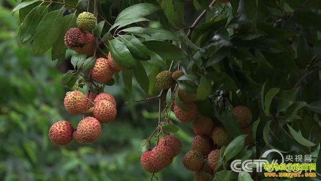 致富经:发现16棵千年古荔枝树之后 8月21日