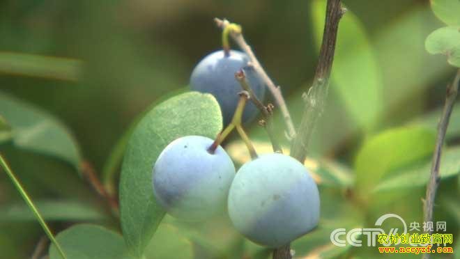 致富经:野生蓝莓引发的传奇财富