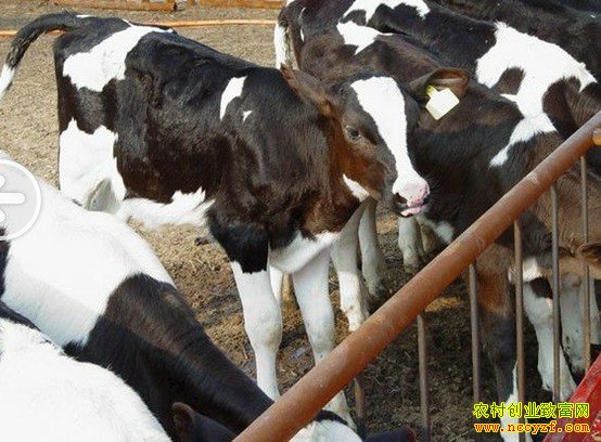 奶牛和肉牛养殖