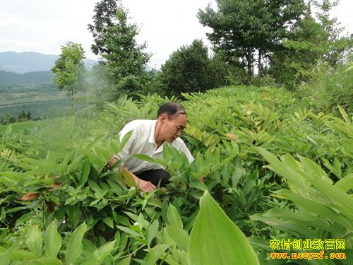 中药材种植基地