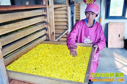 菊花加工