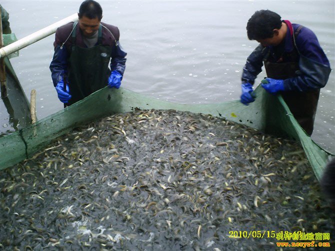 养泥鳅致富