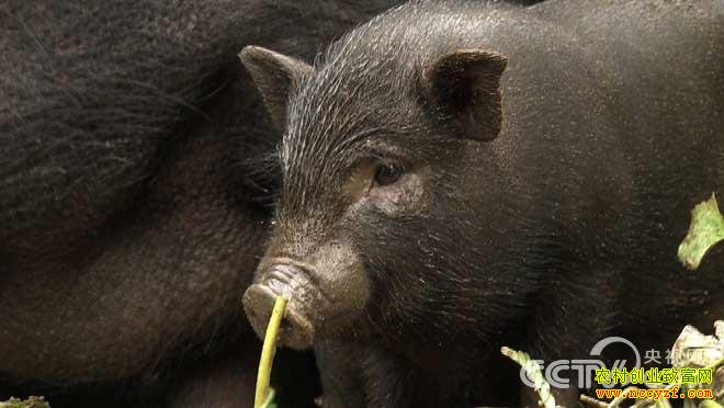 云南西双版纳玉旺叫养殖小耳猪致富经视频