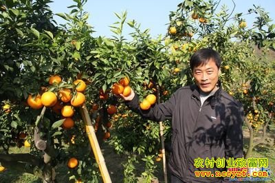 垄上行种植致富好品种：新奇！柑桔可用吸管喝