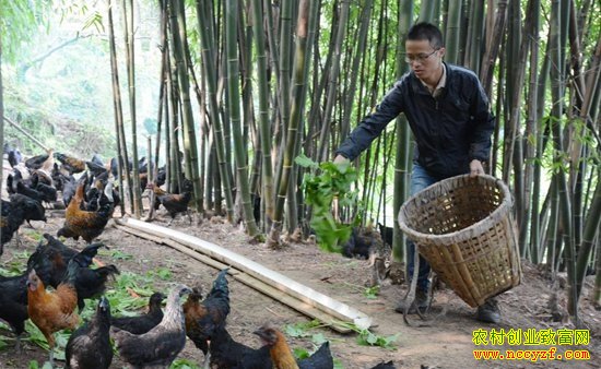 四川合江县汪久波返乡养年增收30万