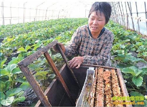[农广天地]棚室草莓蜜蜂授粉技术视频