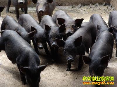 成华猪养殖图片