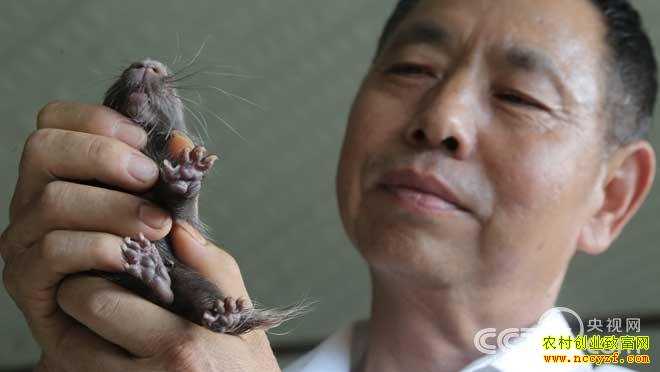 云南西双版纳的高学荣豪猪养殖致富经视频