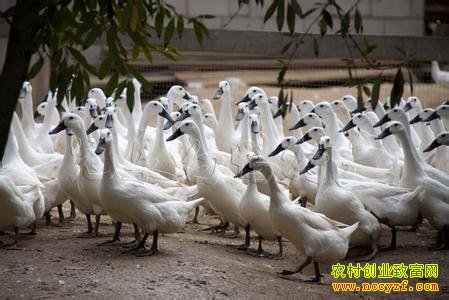 黑嘴黑脚的白鸭图片