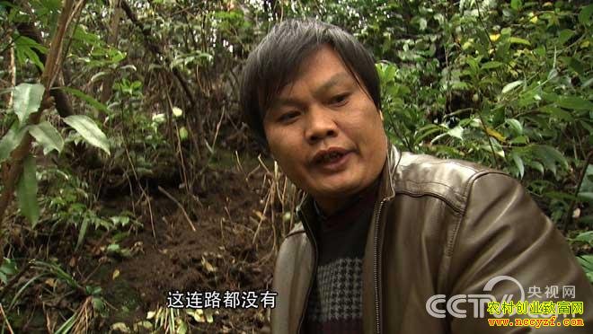 杨学银天麻种植致富经视频