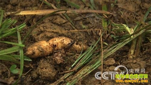 杨学银天麻种植致富经视频