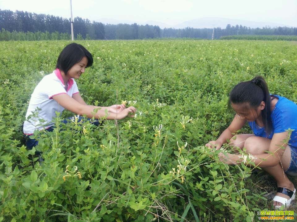 金银花种植图片