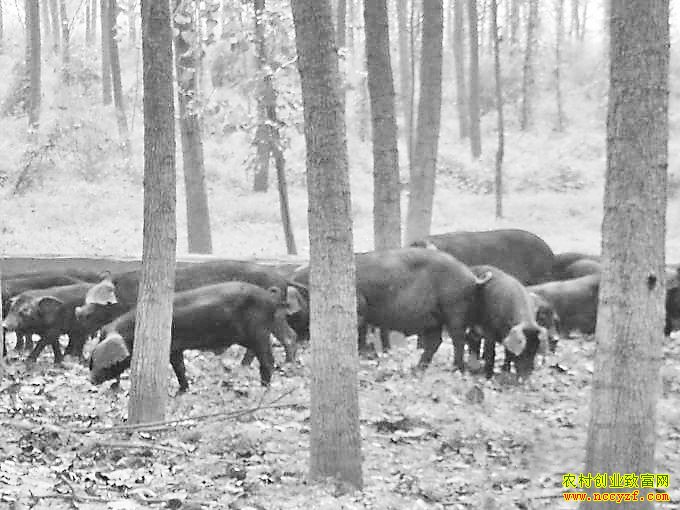 黑龙江讷河邵庆伟林下养猪“钱景”广阔
