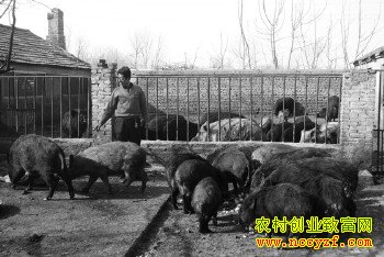 山东昌乐于义祥养野猪:喂出好猪肉 不怕不赚钱