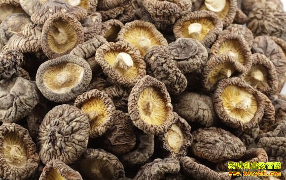 种香菇赚钱吗:干香菇价格行情走势分析