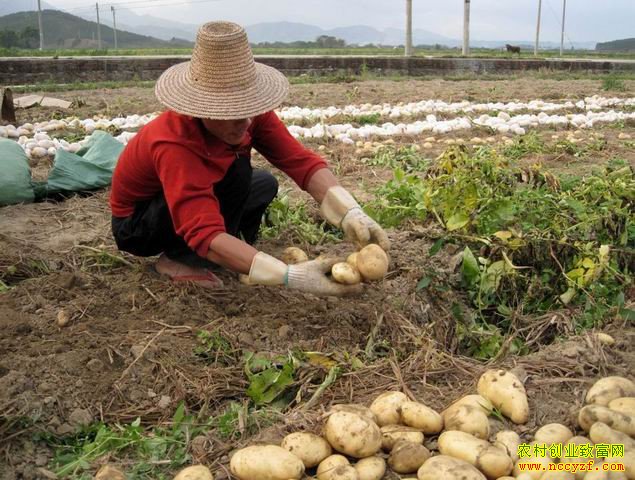 山西灵丘县葛宝贵种植土豆“滚”出致富路