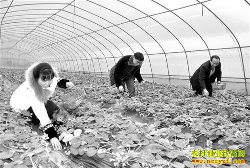 重庆石柱陈世蓉种植有机草莓托起甜蜜生活