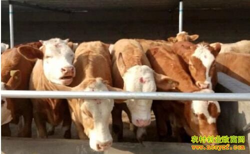肉牛养殖前景分析