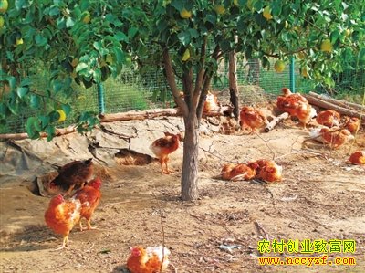 怎样在果园散养土鸡