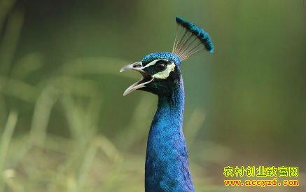 怎样申请野生动物养殖许可证