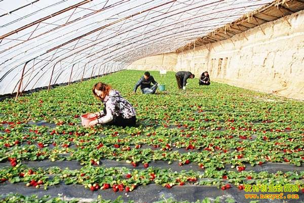 河南汝州乔振伟反季卖草莓一天收入过万