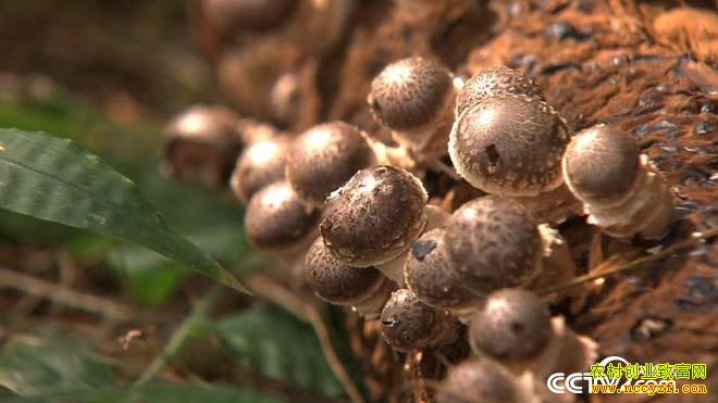 云南省保山市赵加甫种植香菇年赚百万元