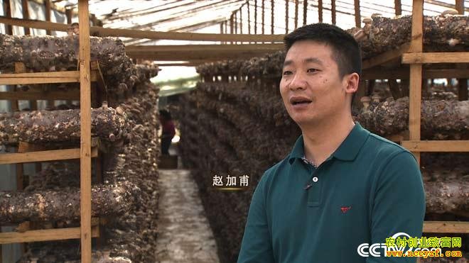 云南省保山市赵加甫种植香菇年赚百万元