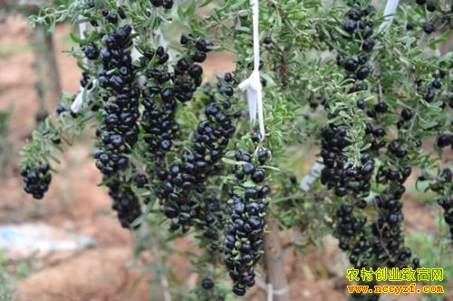 山东寿光王勇盐碱地种黑枸杞亩赚10万元