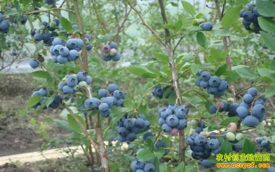 贵州麻江县杨鹤亭种蓝莓果农致富  